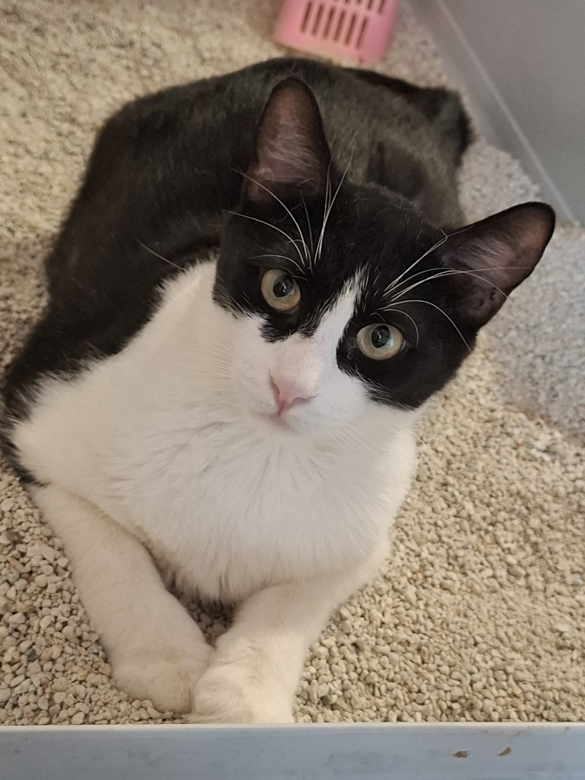 Adoptie motan Apollo