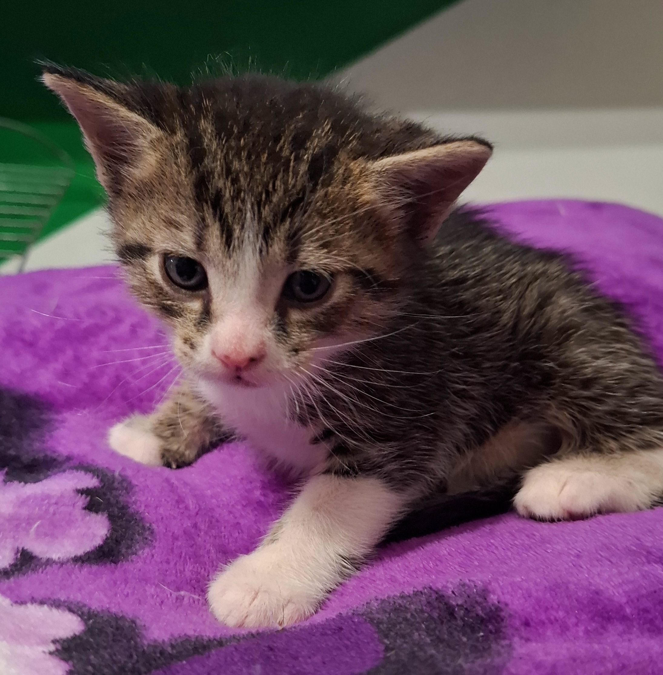 Adoptie pui de pisica motanei Tipografistii
