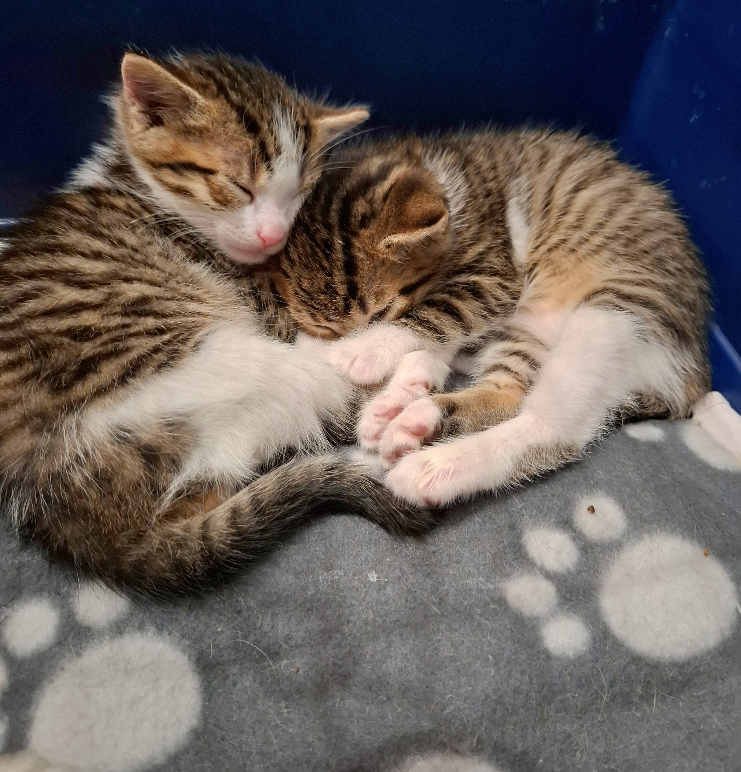 Adoptie pui de pisica Tipografistii