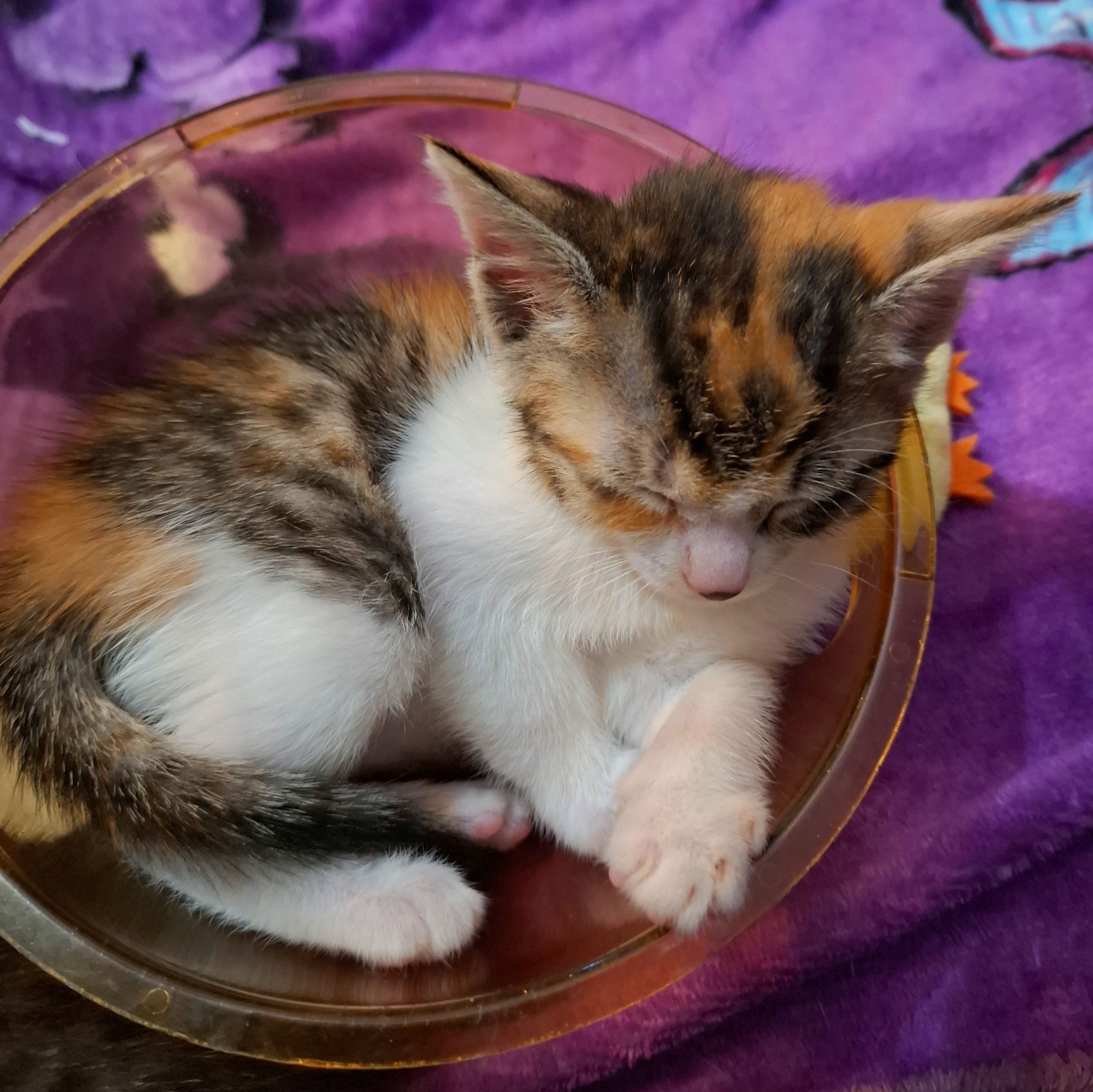 Adoptie pui de pisica Sehe mica