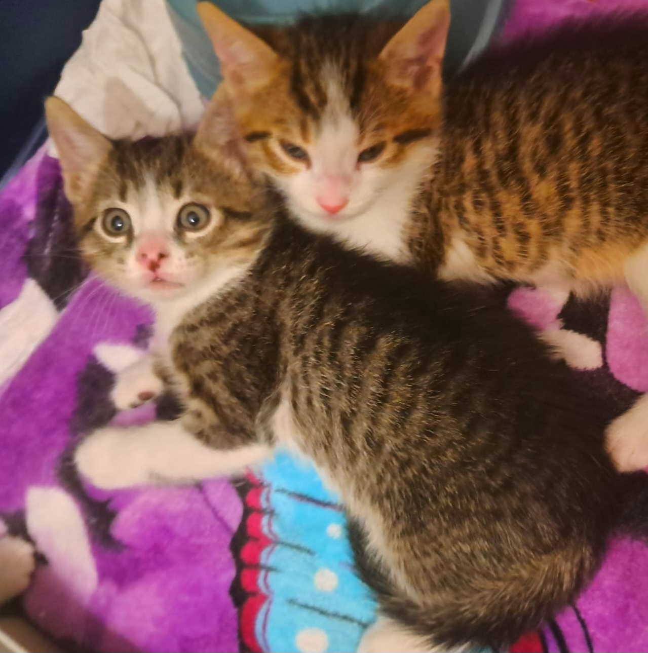 Adoptie pui de pisica superbi