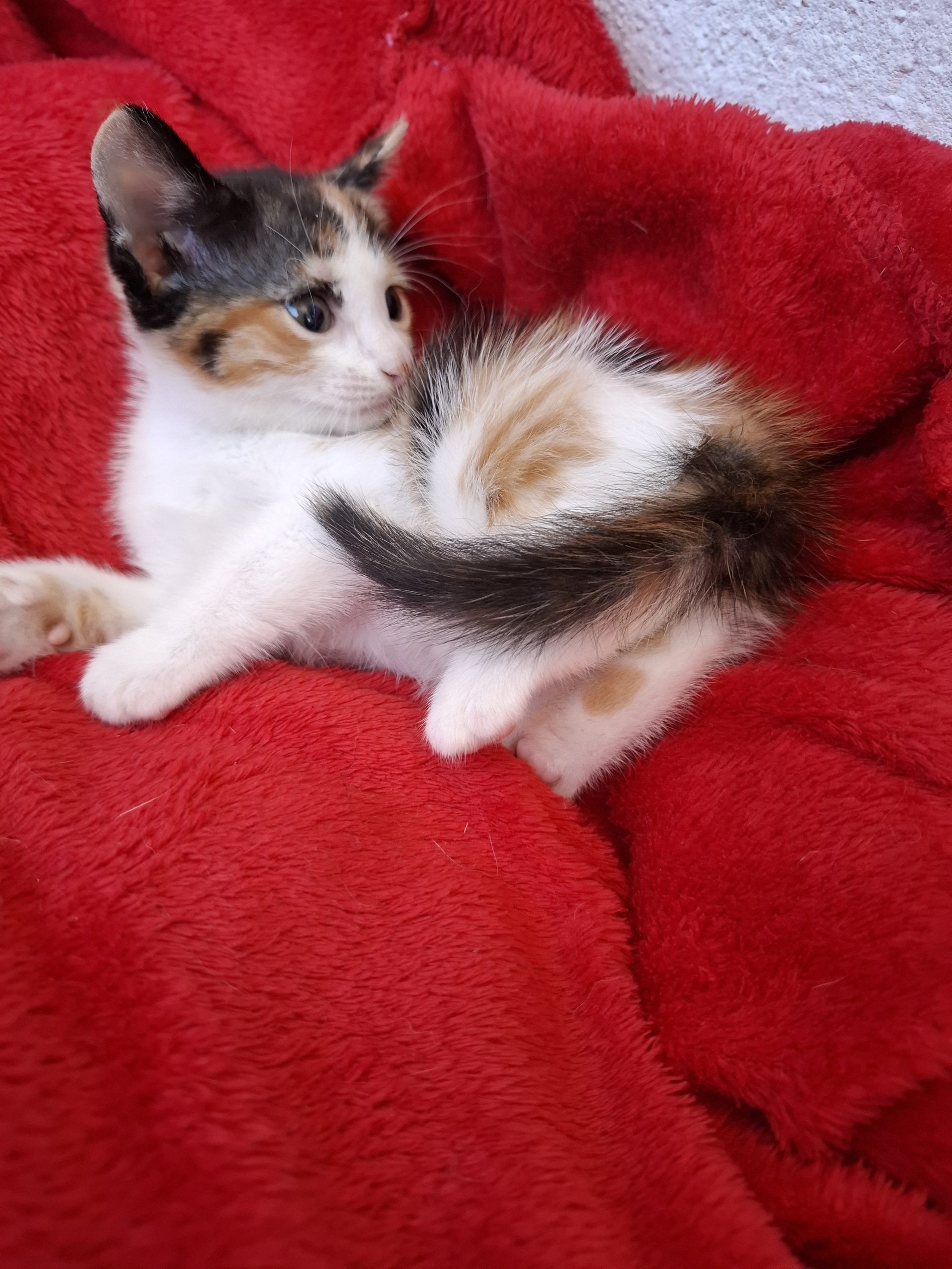 Adoptie pui de pisica calico