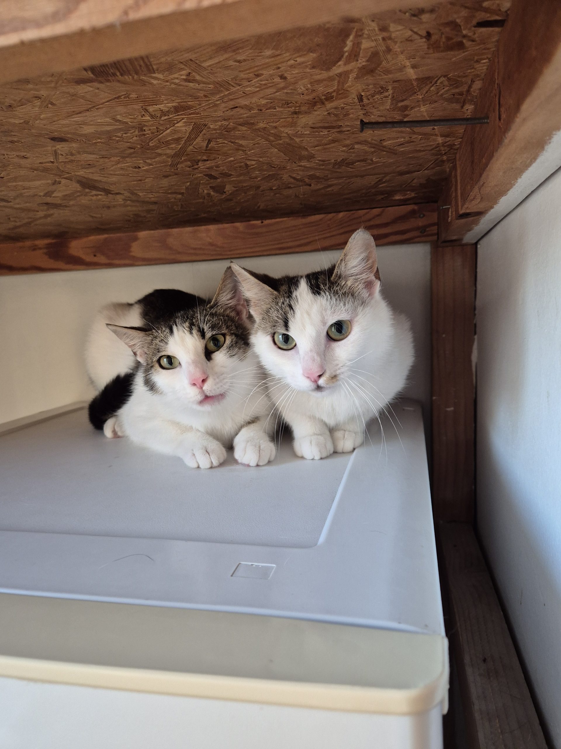 2 pisici de adoptat