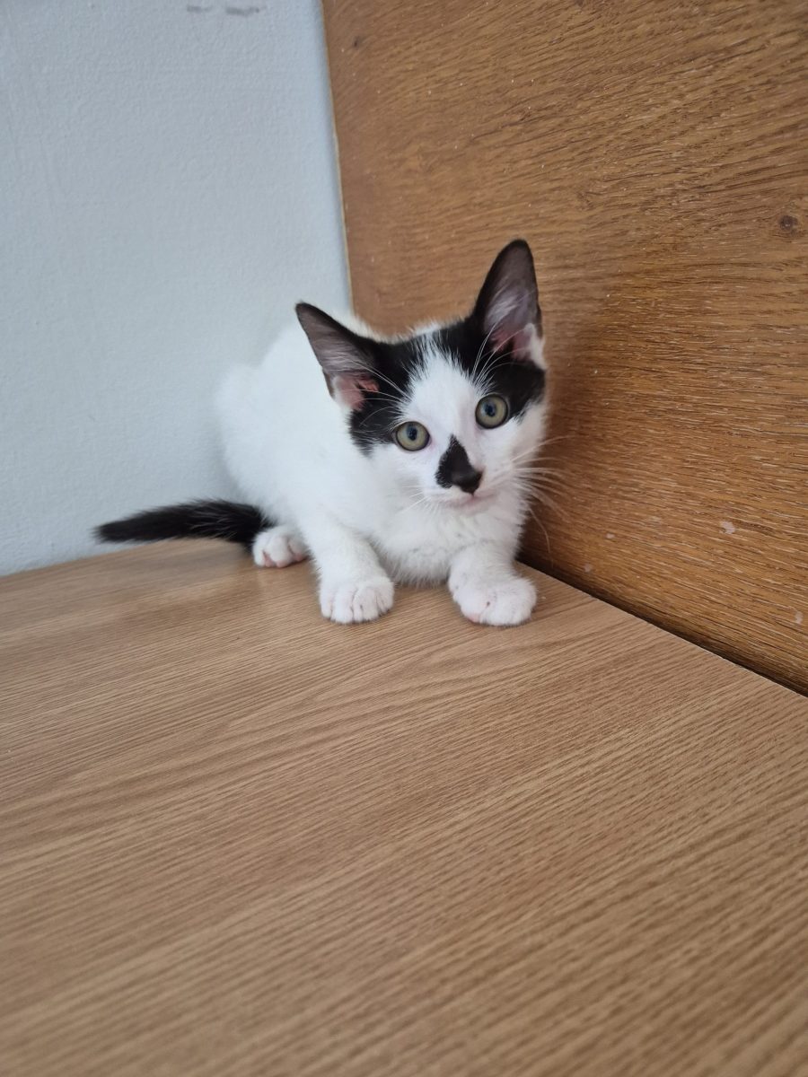 Ceșcuță pt adoptie