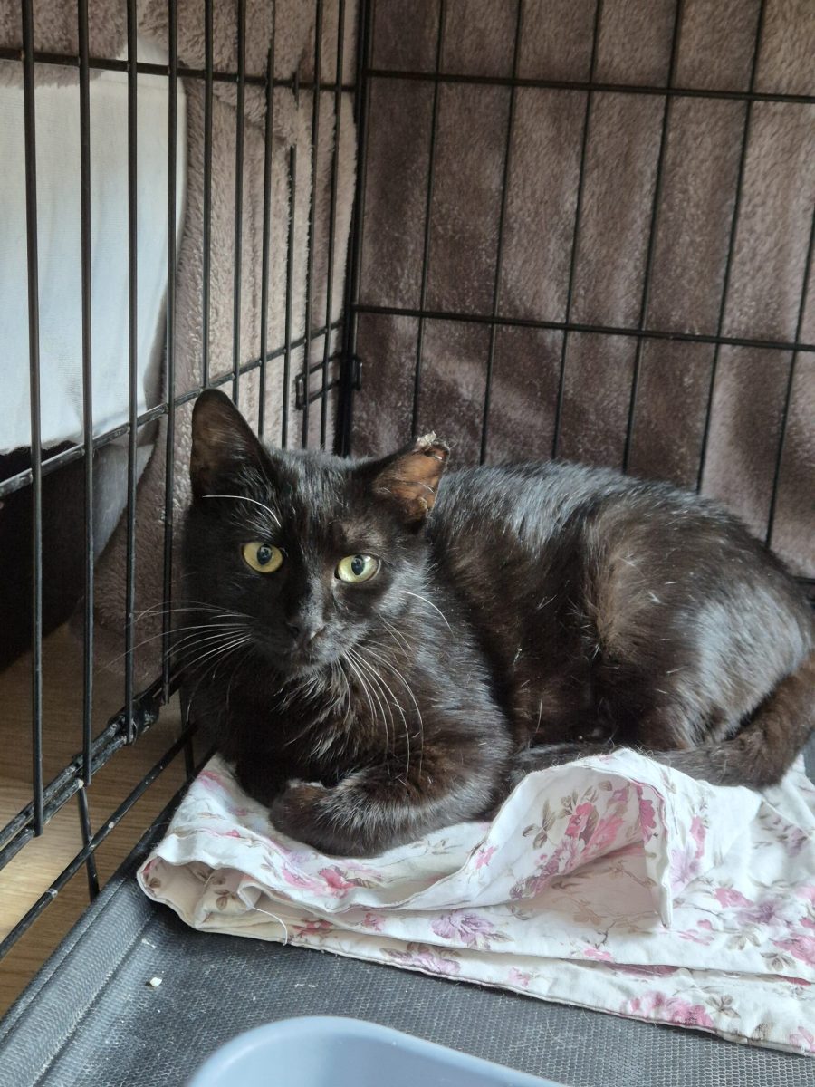 Feline pentru adoptie