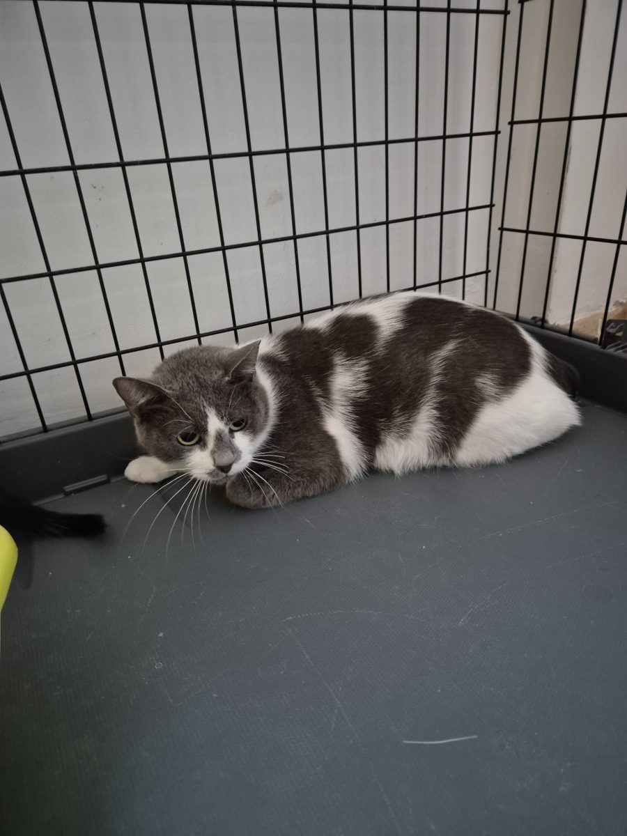 Pisica pt adoptie
