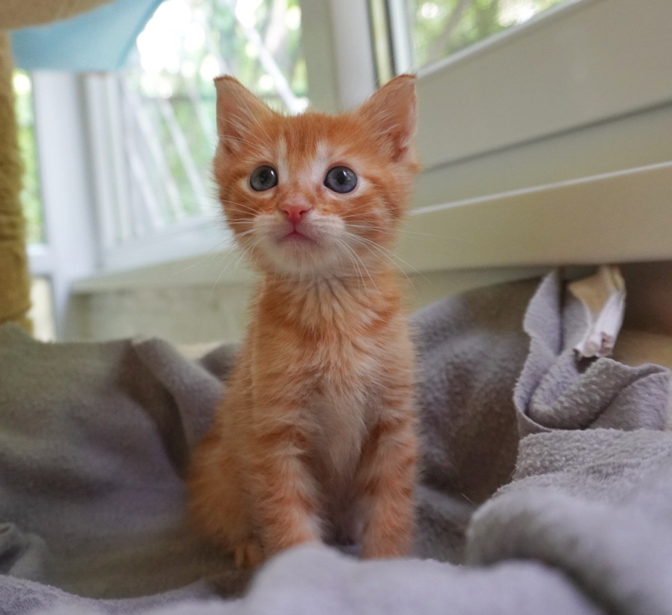 Pluto va face magie în viața ta dacă îl adopți