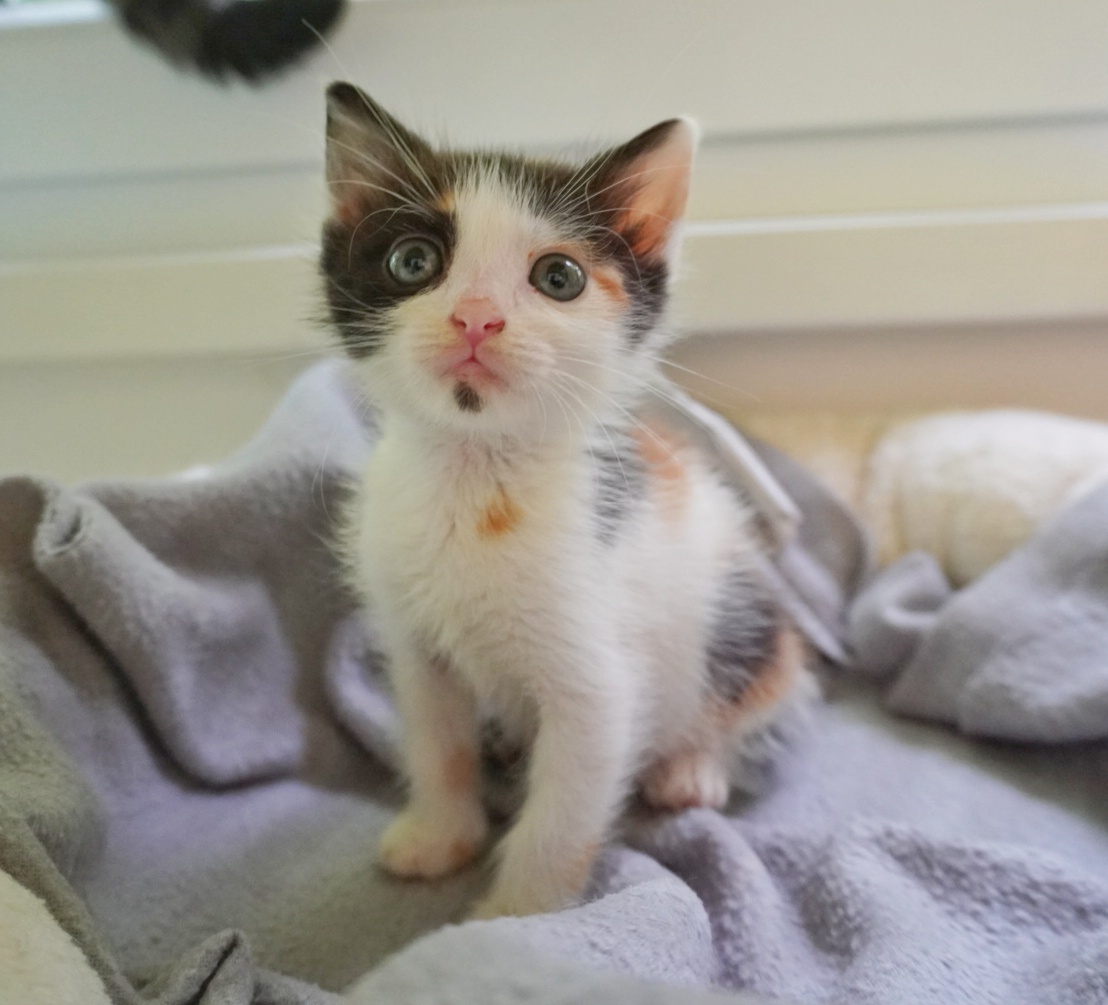 Stela îți va înfrumuseța viața dacă o adopți