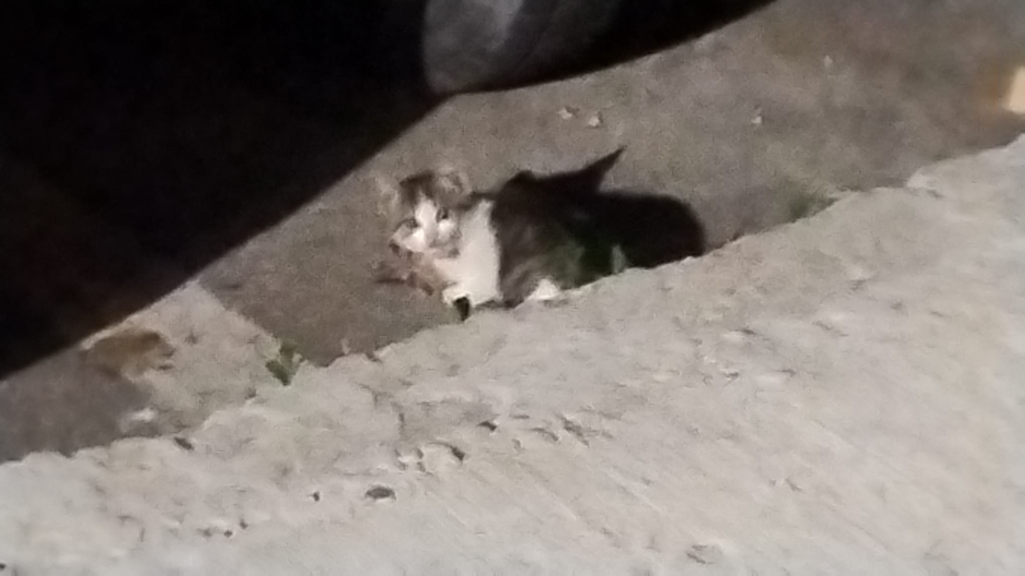Puiuț de pisica- pentru adopție!!