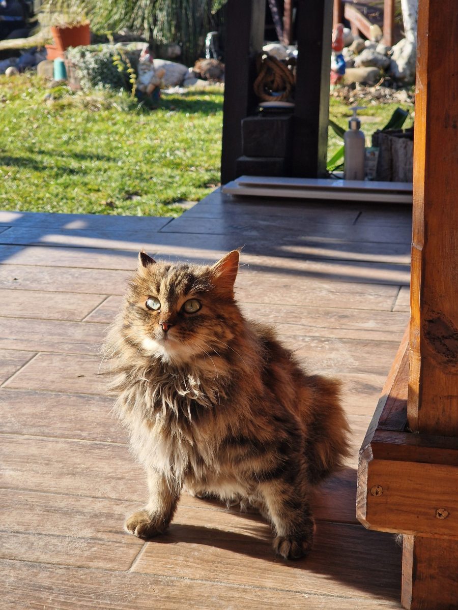 Smokey caută o familie iubitoare