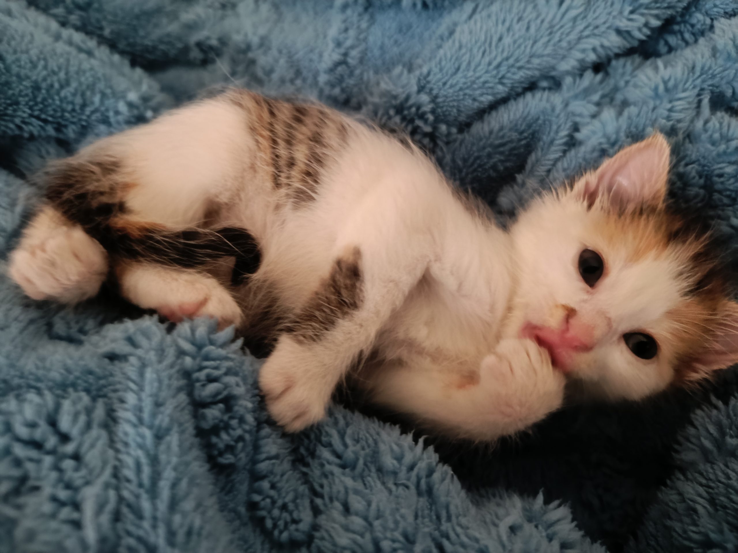 📣 URGENT – ADOPȚIE PUI DE PISICĂ SUGAR SALVAT 🐾
