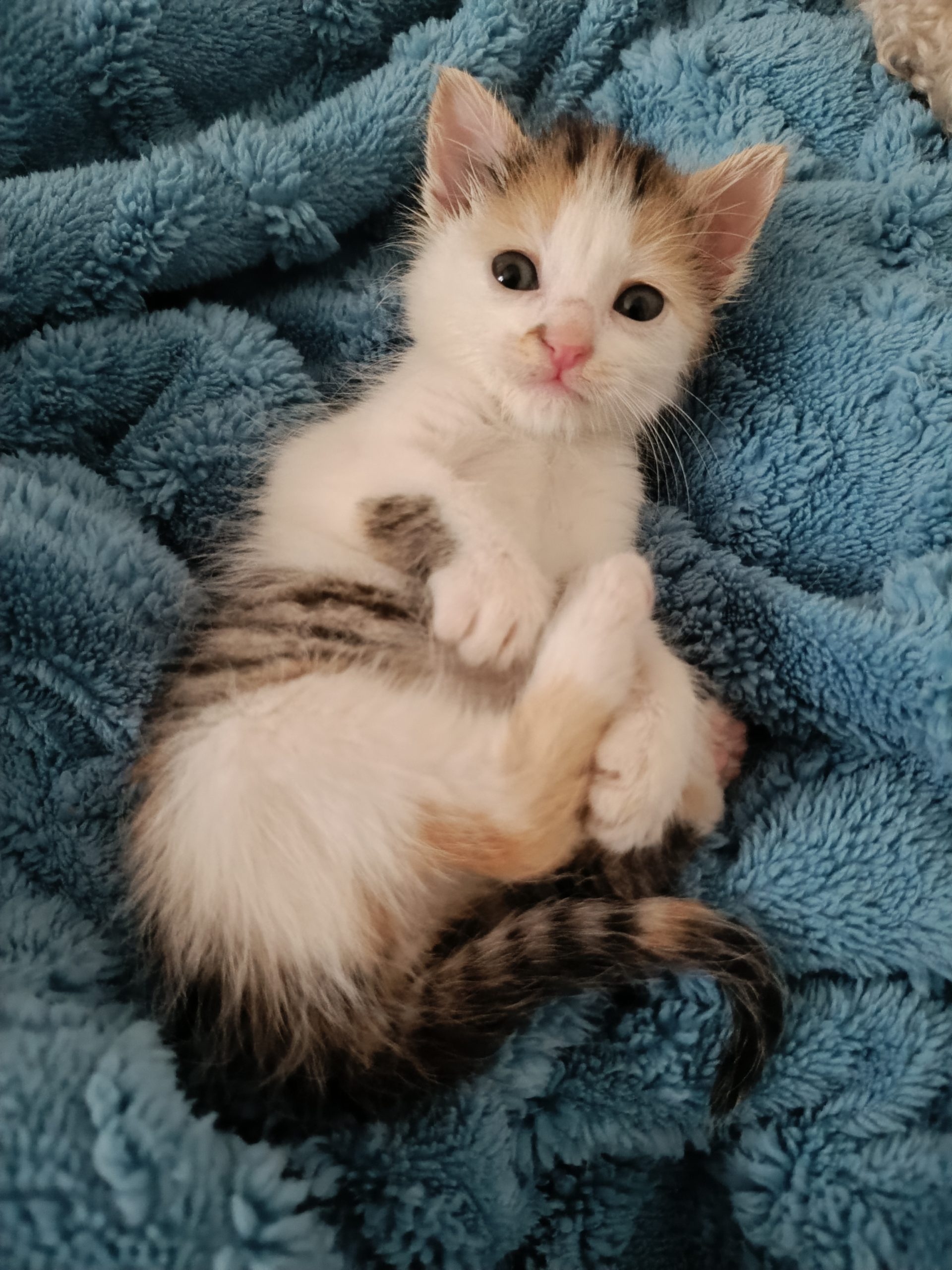 🐾 Anunț de Urgență – Adopție Pisicuță Sugar Salvată 🐾