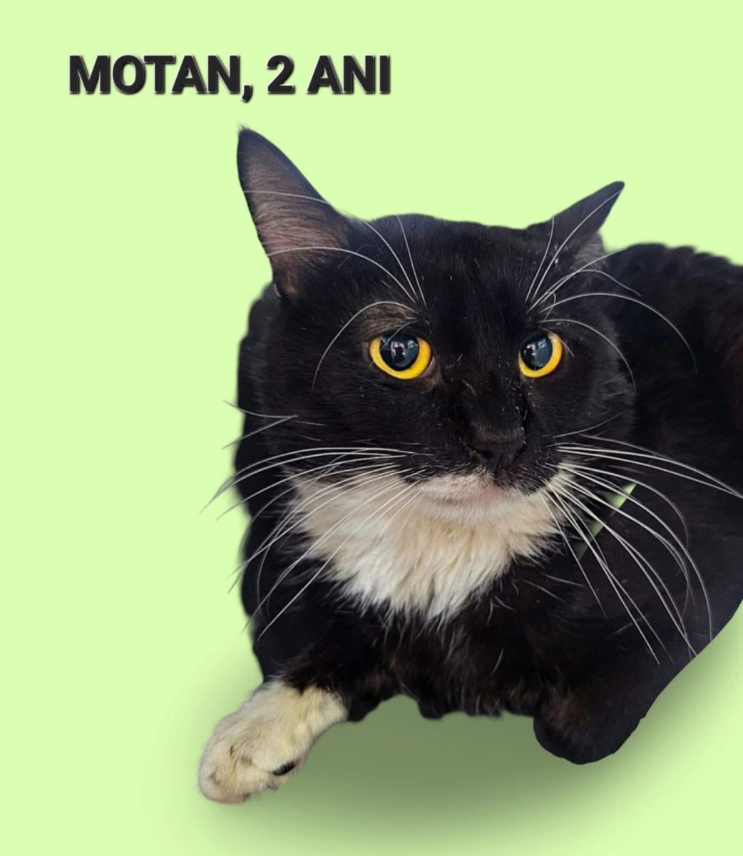 Motan, 2 ani, sterilizat si deparazitat, Bucuresti