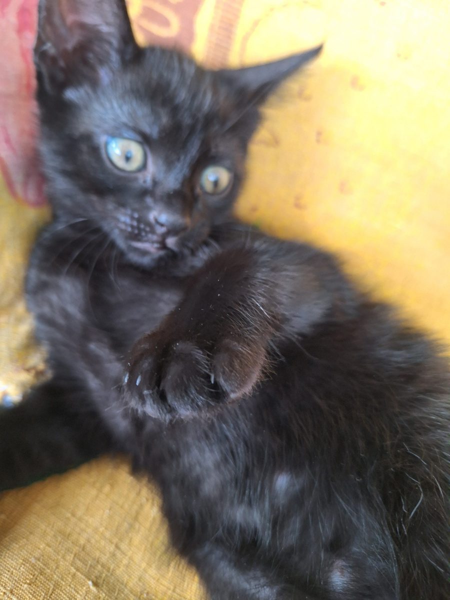 Donez 2 pisoi fata și baiat  de 3 luni