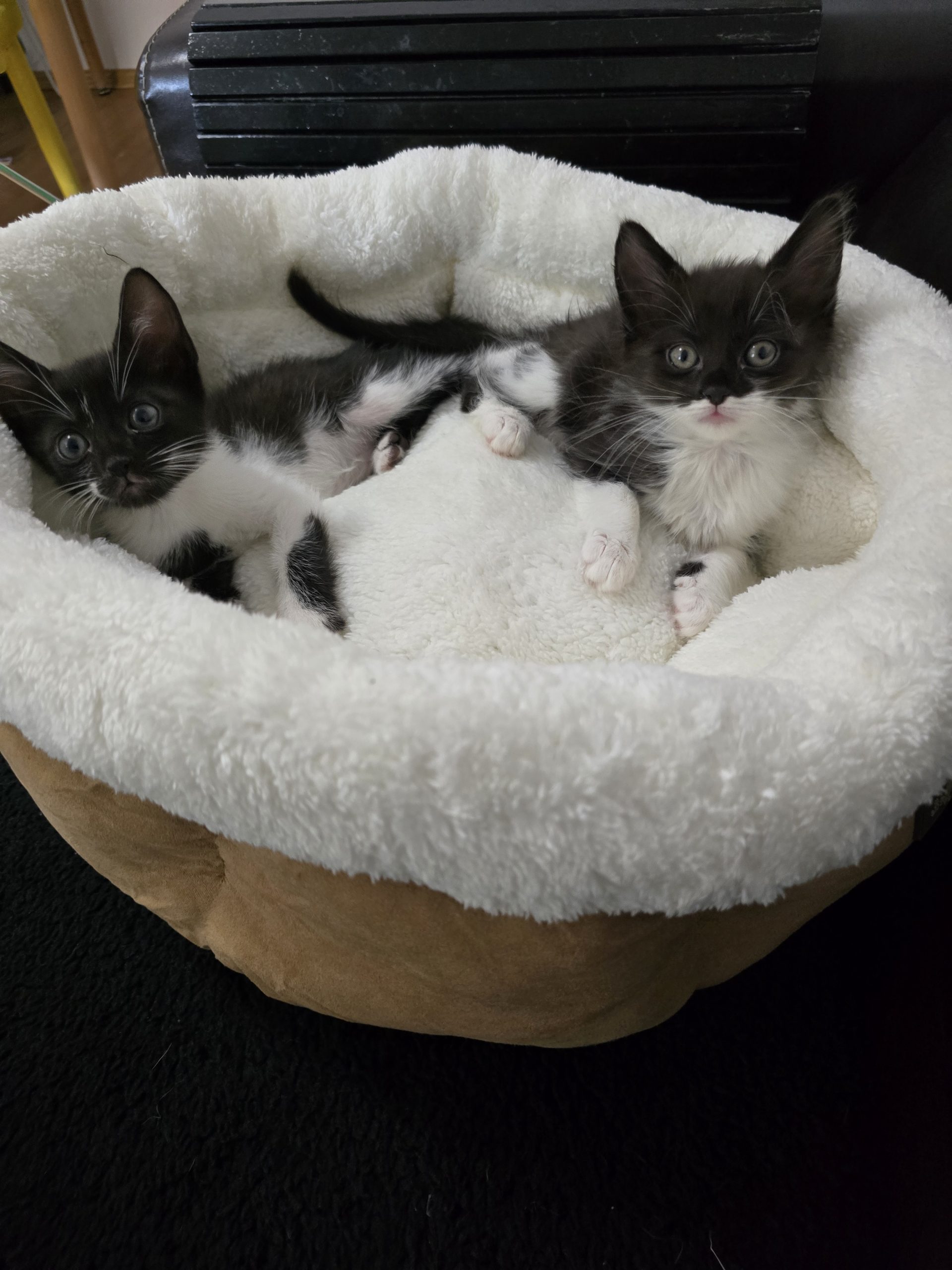 Anunț adopție București: Bati și Tambo își caută familie!