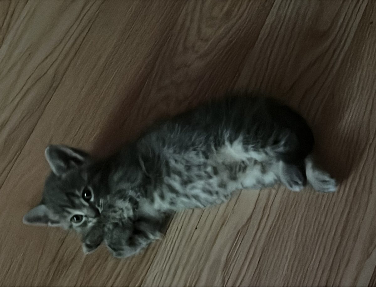Pisicuță oferită spre adopție