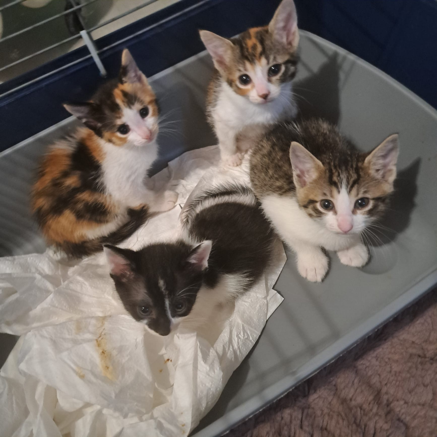 Minunatii pentru adopție