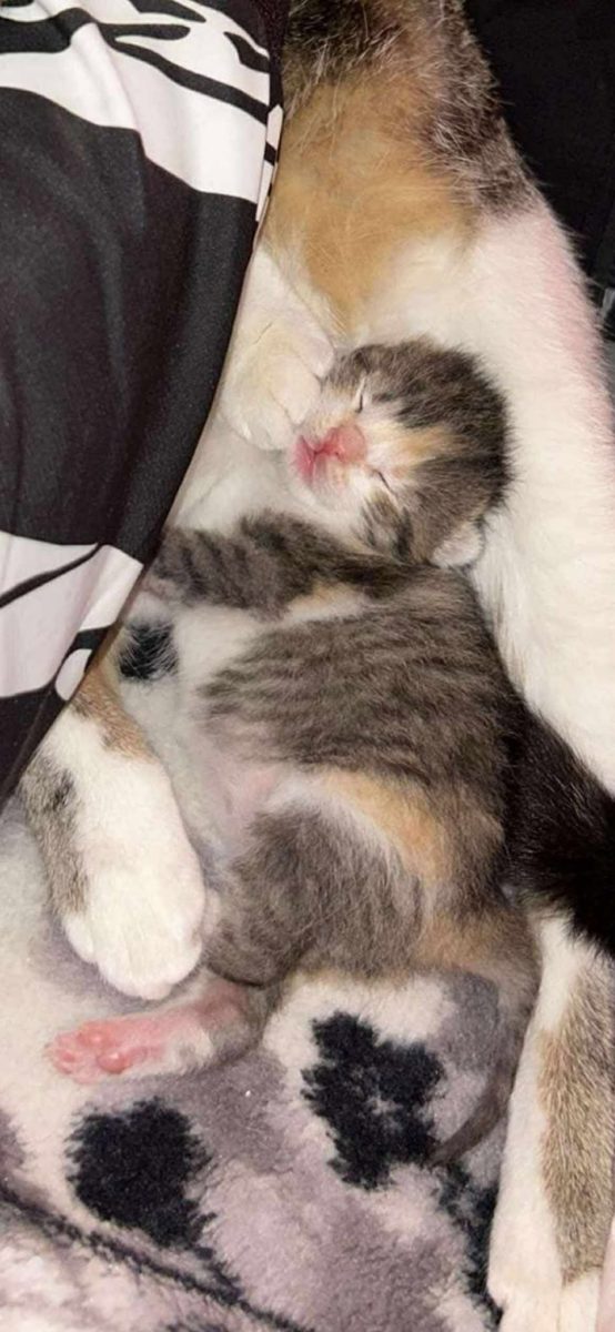 Pisicuta spre adoptie