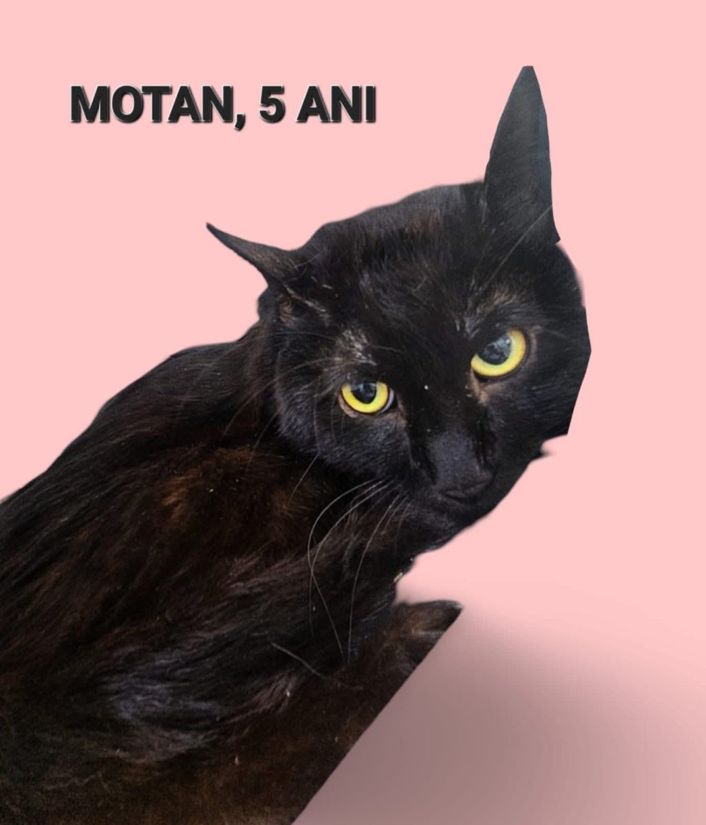 Motan, 5 ani, sterilizat si deparazitat, Bucuresti
