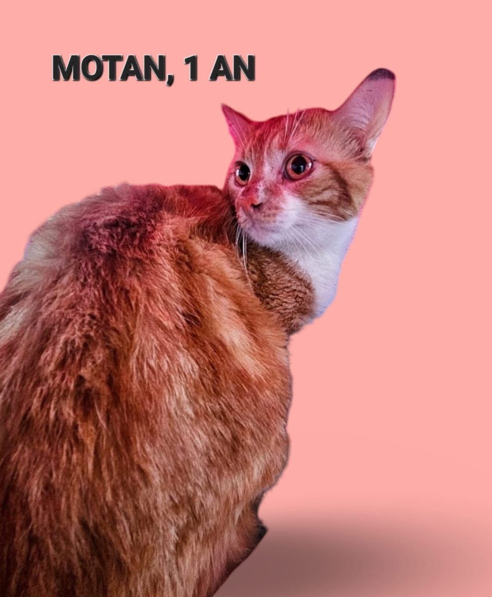 Motan, 1 an, sterilizat si deparazitat, Bucuresti