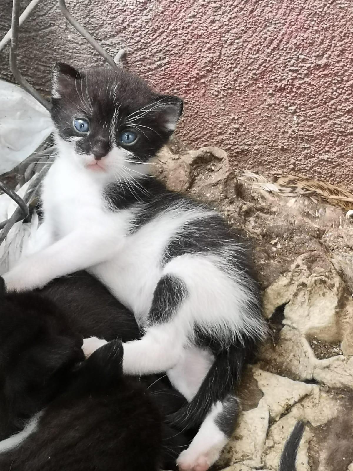 Puiul sociabil, cu lăbuțe albe și ochi albaștri