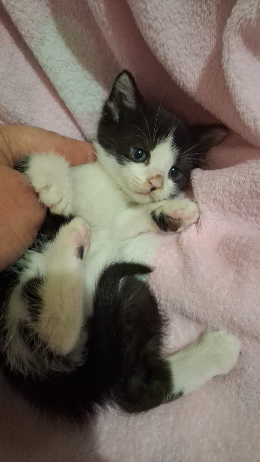 Ghindocei pentru adopție