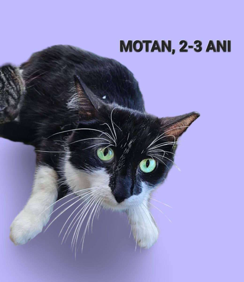 Motan, 2-3 ani, sterilizat si deparazitat, Bucuresti