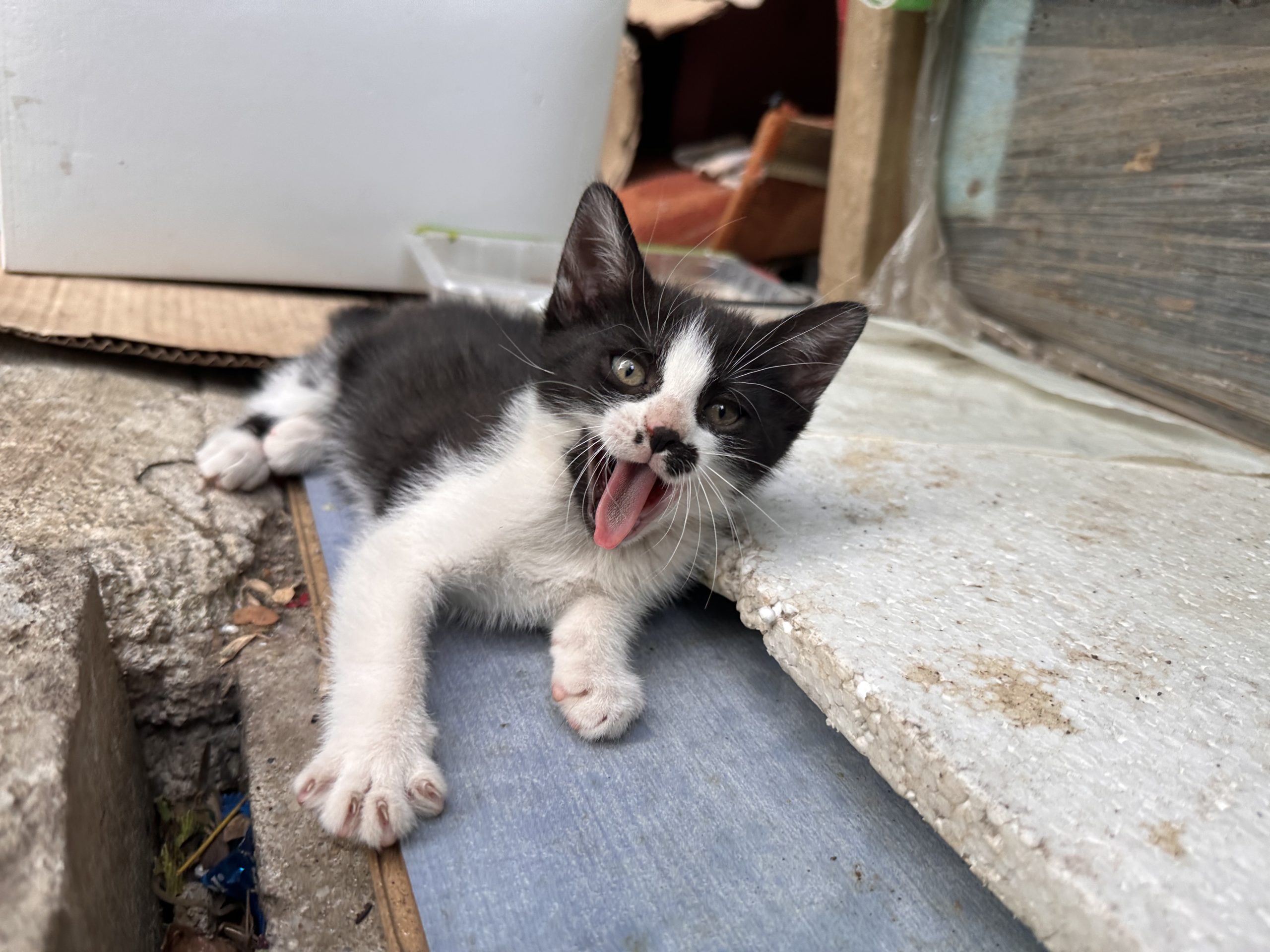Pisicuta tuxedo