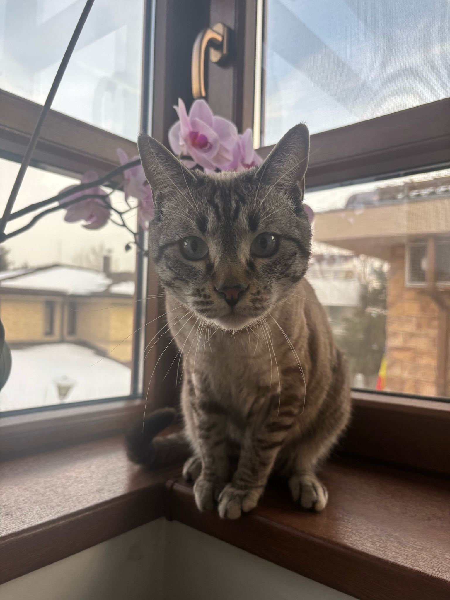 Winnie frumosul 😽