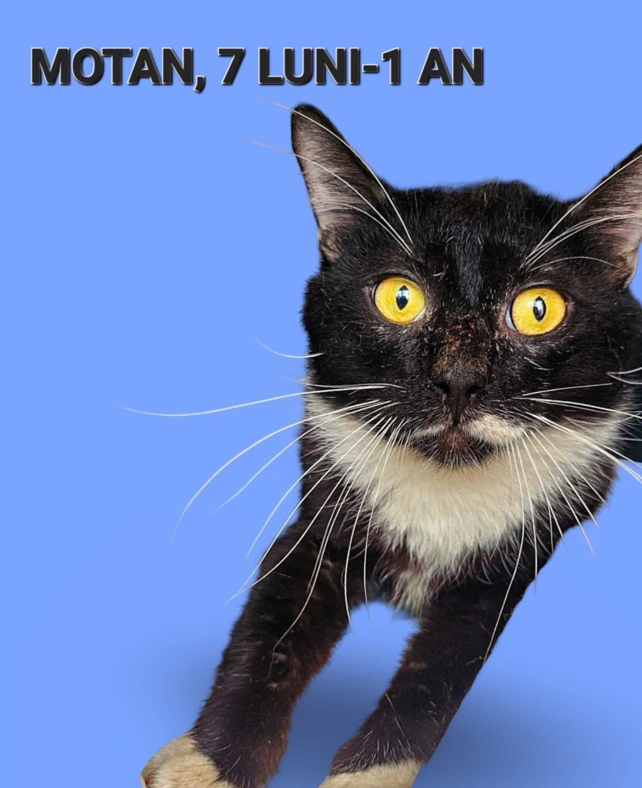 Motan, 7 luni-1 an, sterilizat si deparazitat, Bucuresti
