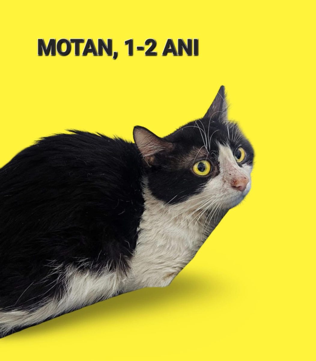 Motan, 1-2 ani, sterilizat si deparazitat, Bucuresti