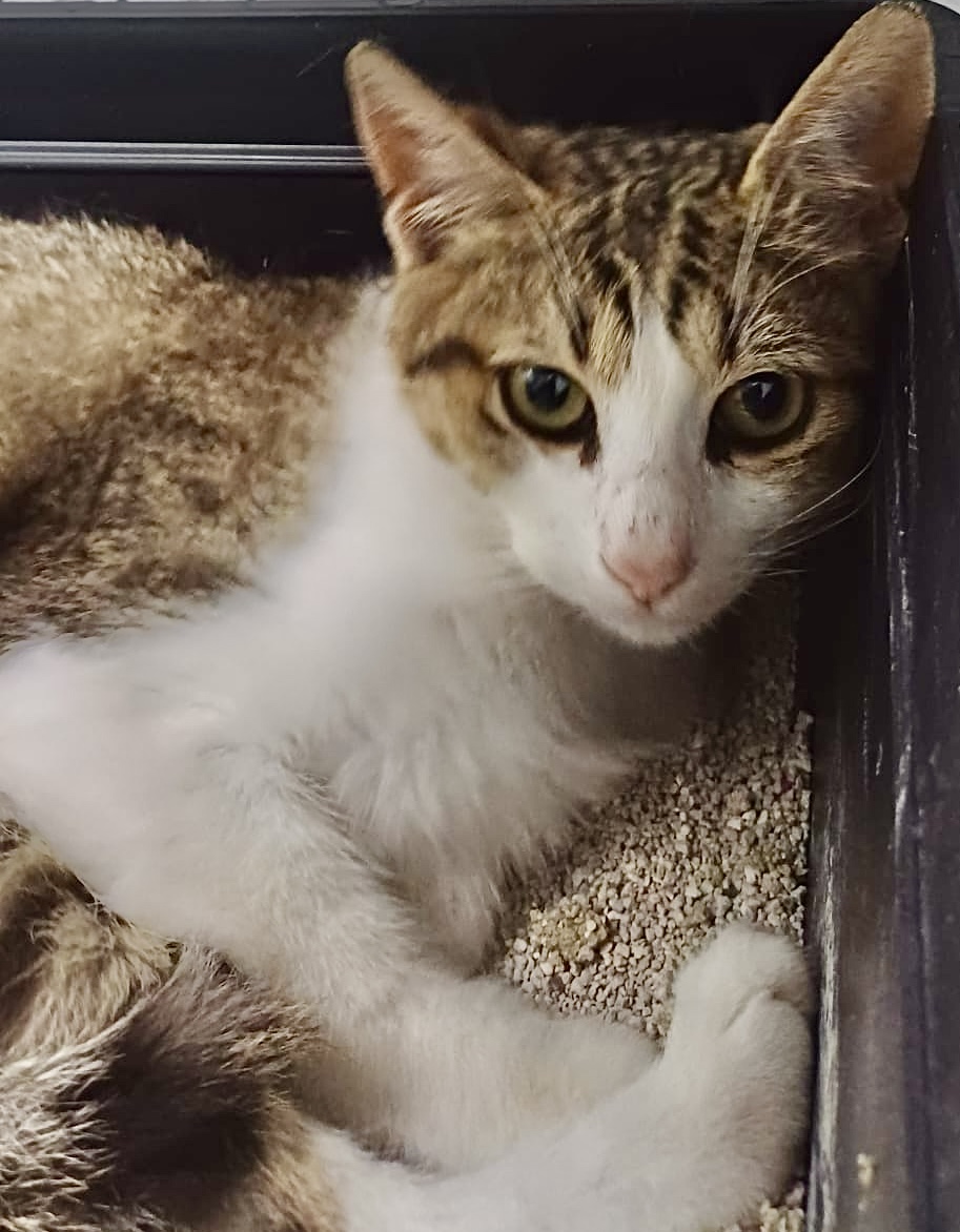 Alfie, o bucurie de motănaș