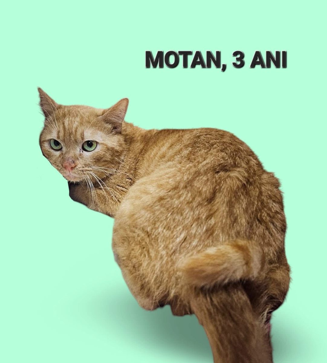 Motan, 3 ani, sterilizat si deparazitat, Bucuresti