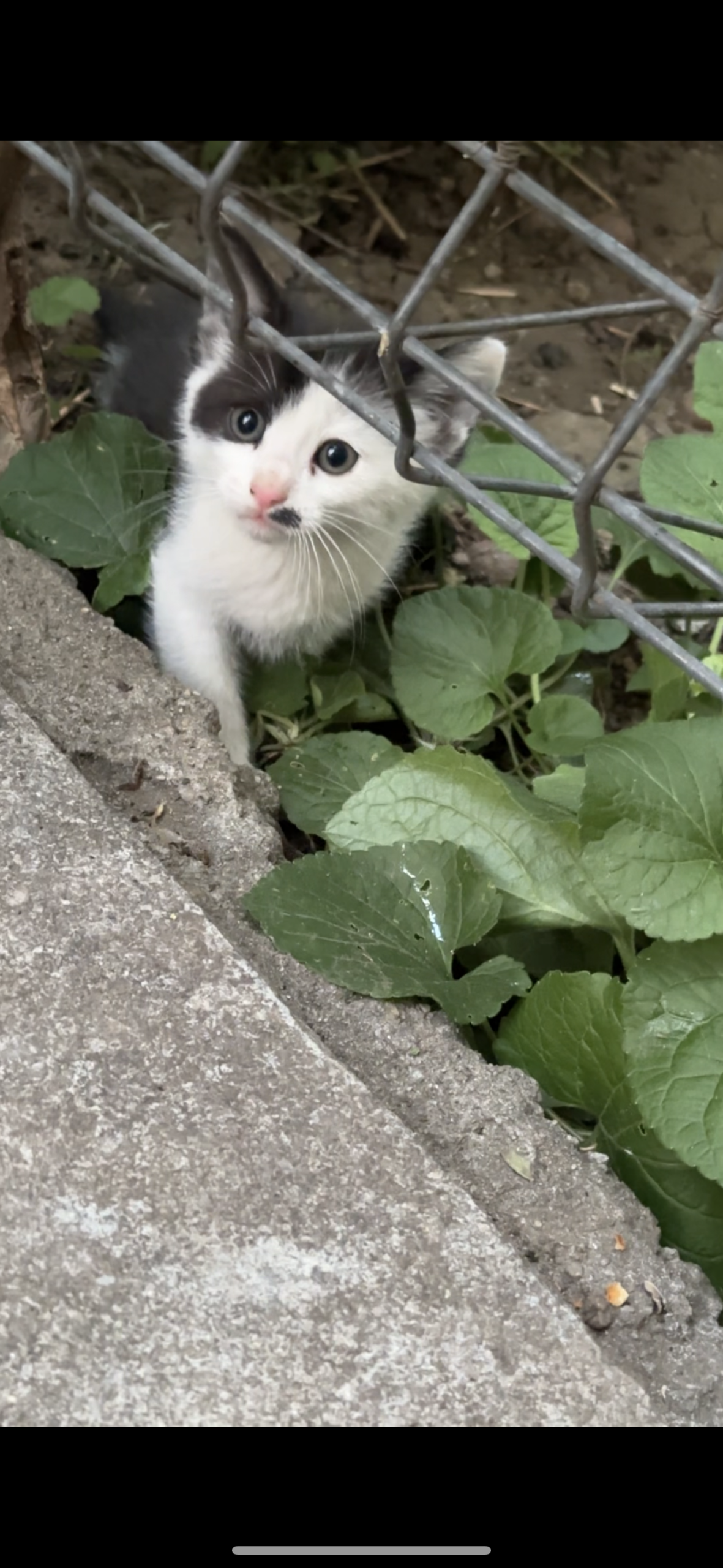 Motanel tuxedo