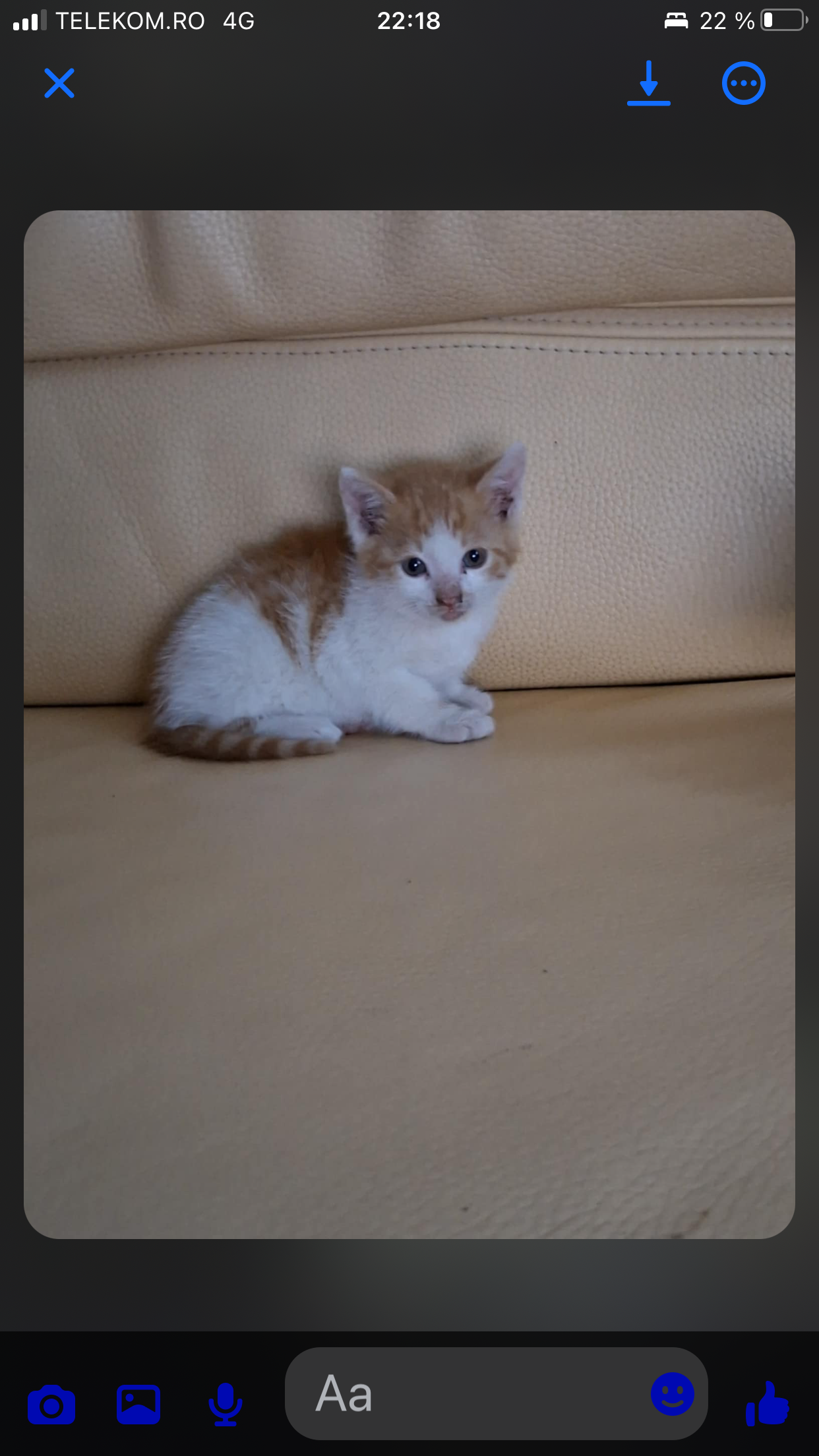Pui de pisicuta portocaliu cu alb
