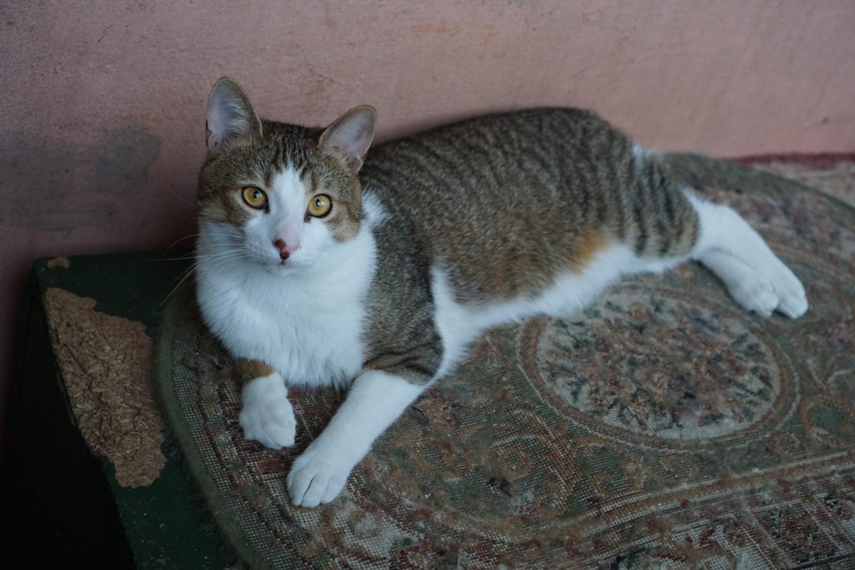 Trei frumuseți caută adopție
