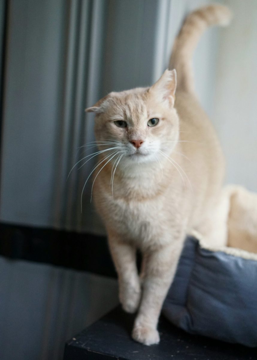 Spike ursuletul pentru adopție