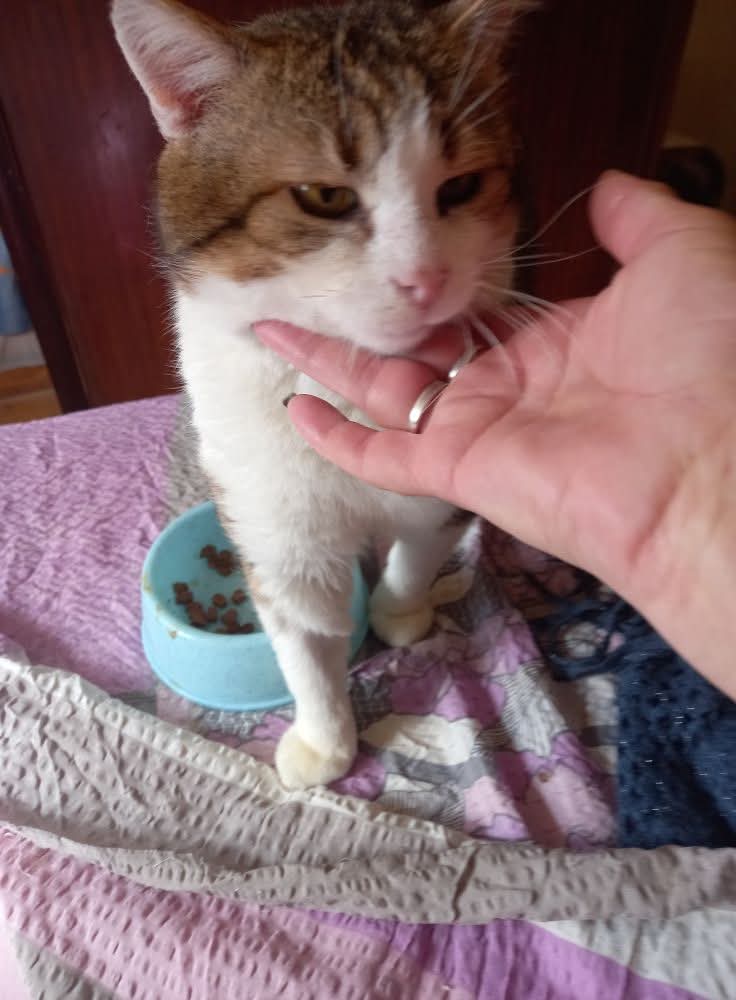 Donații catei