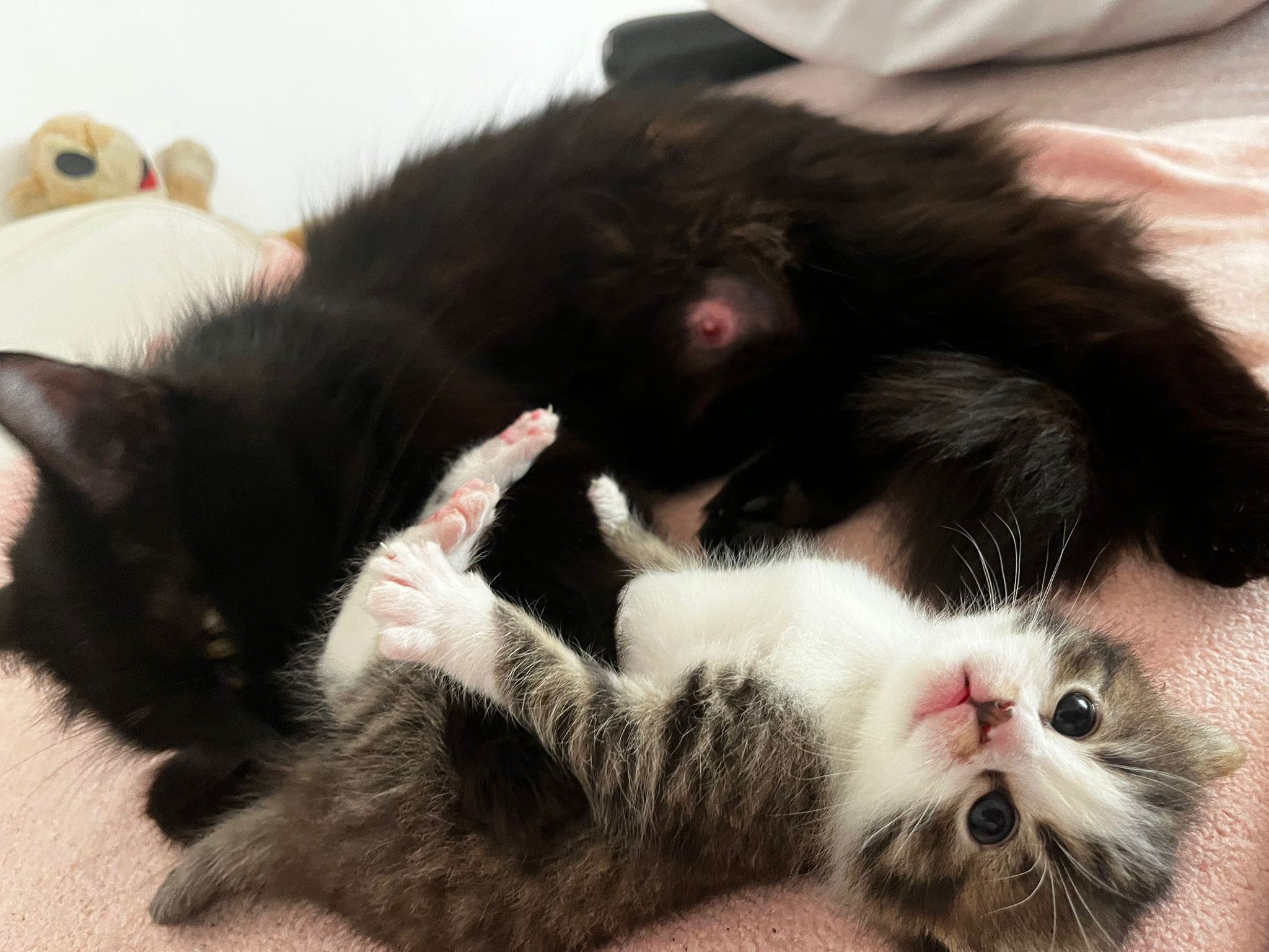 Adopții pisici