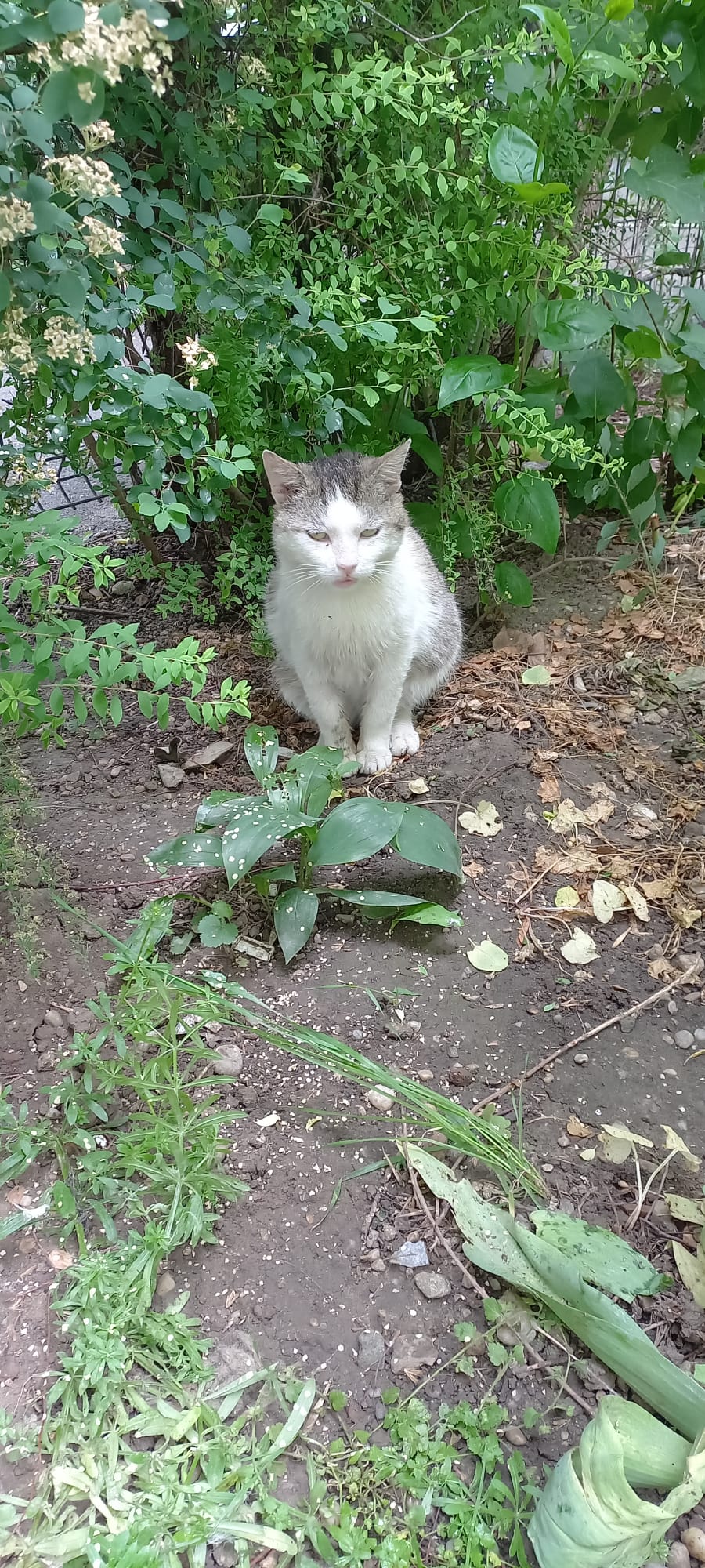 URGENT!!! Toto, uriasul bland