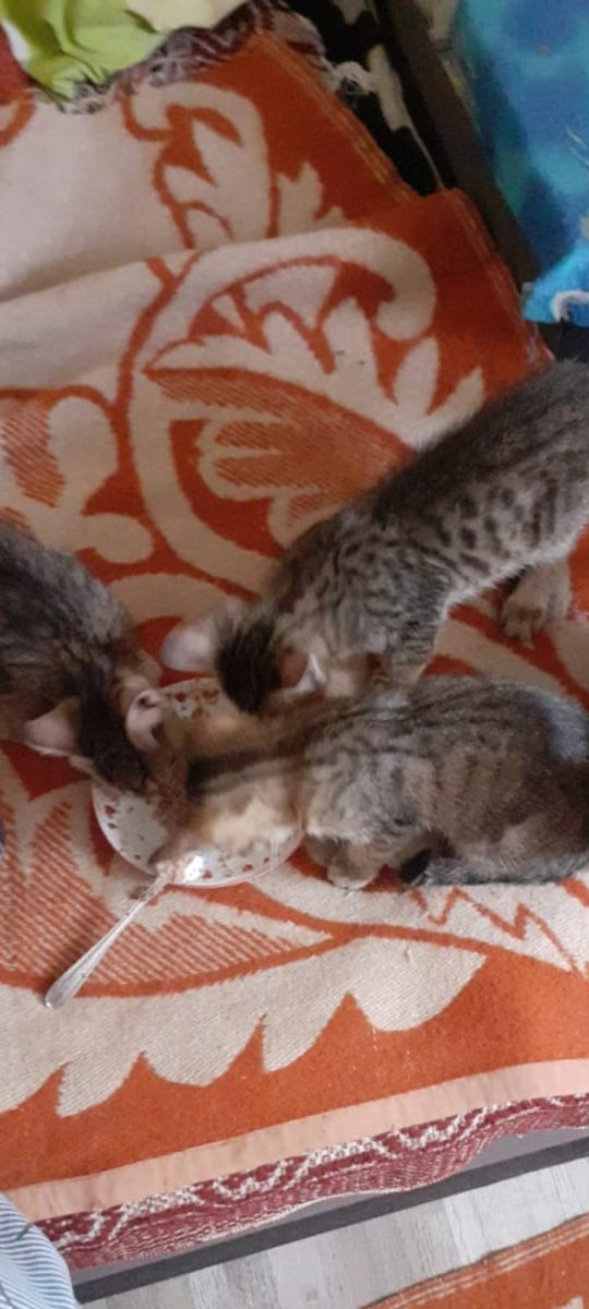 Adopții pisici
