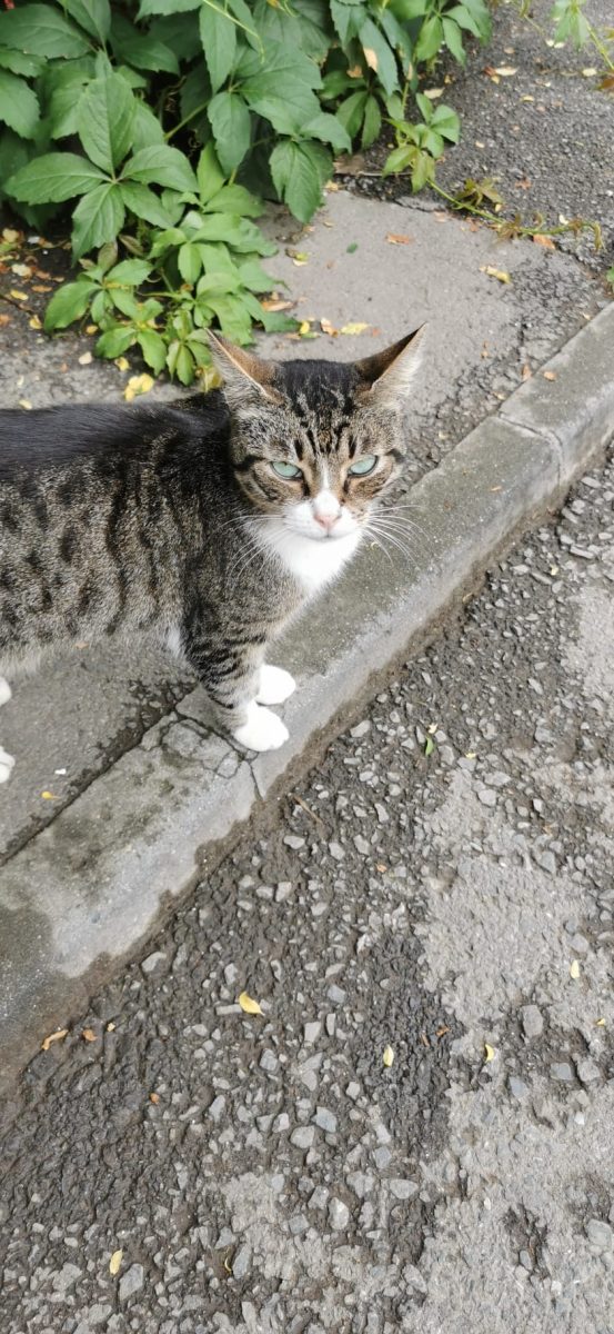 Nevoie de adoptie pentru o pisica