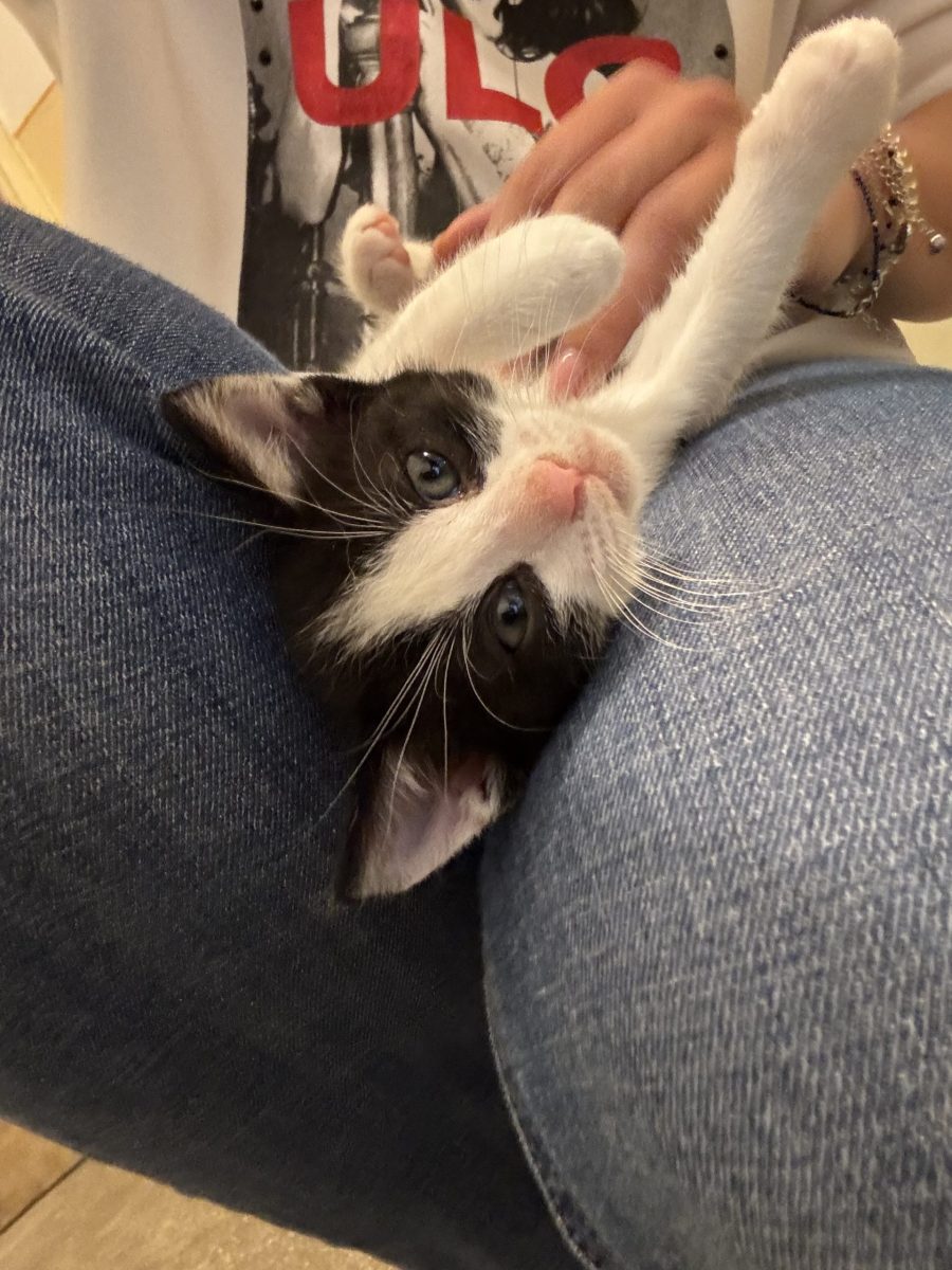Puiuti pentru adoptie responsabila