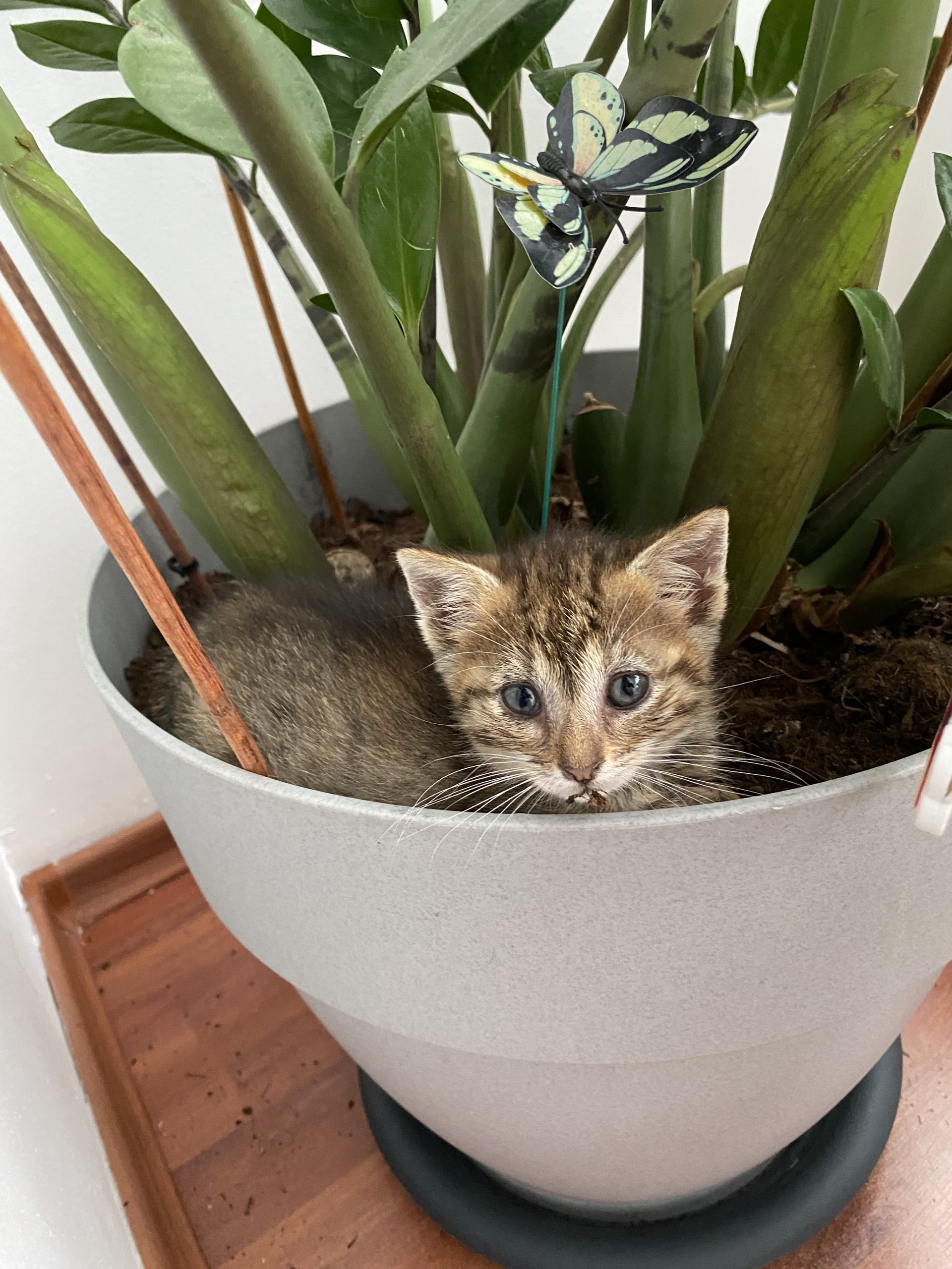 Cindy cea frumoasă 😻