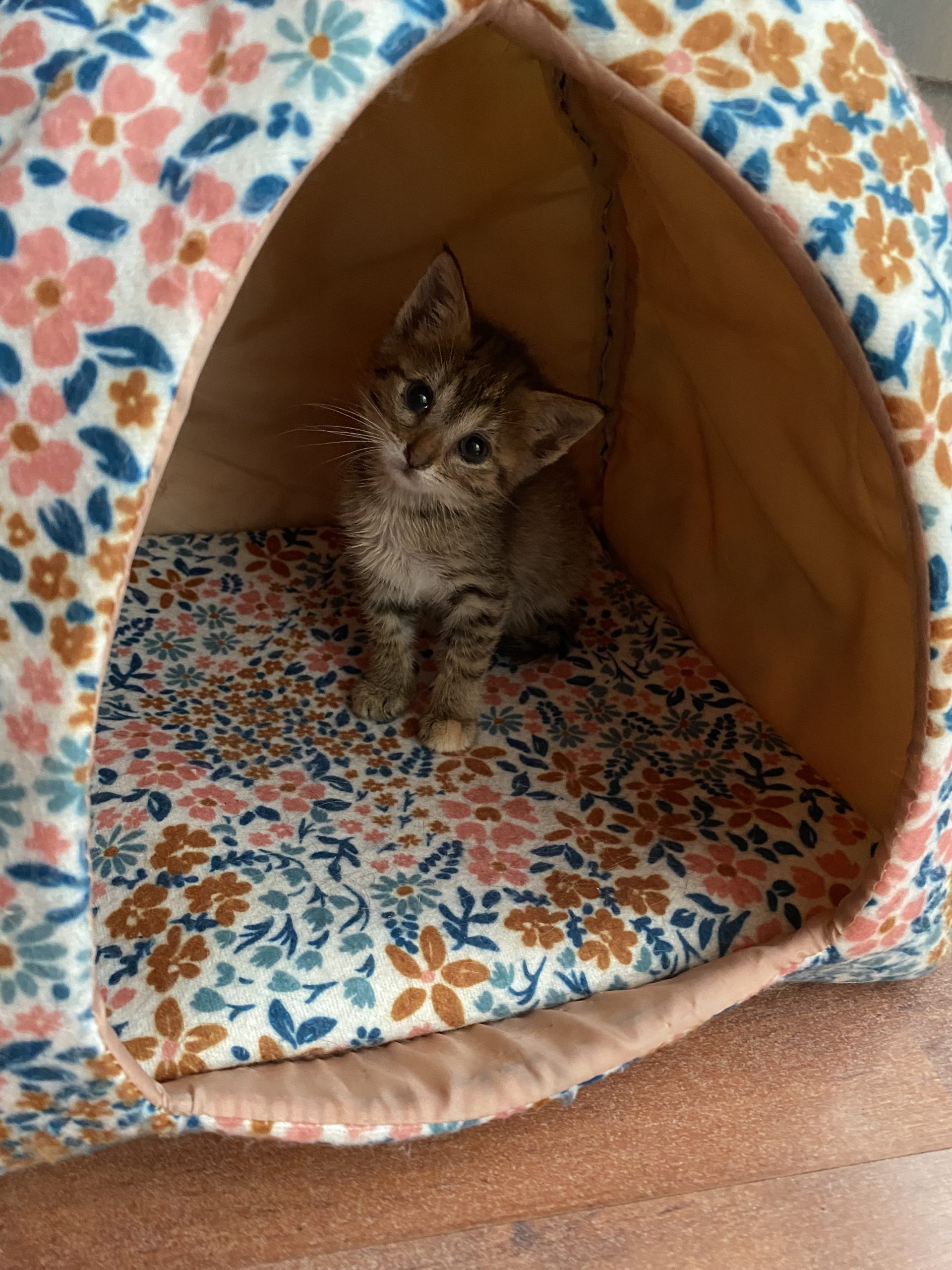 Micuta Cindy😻