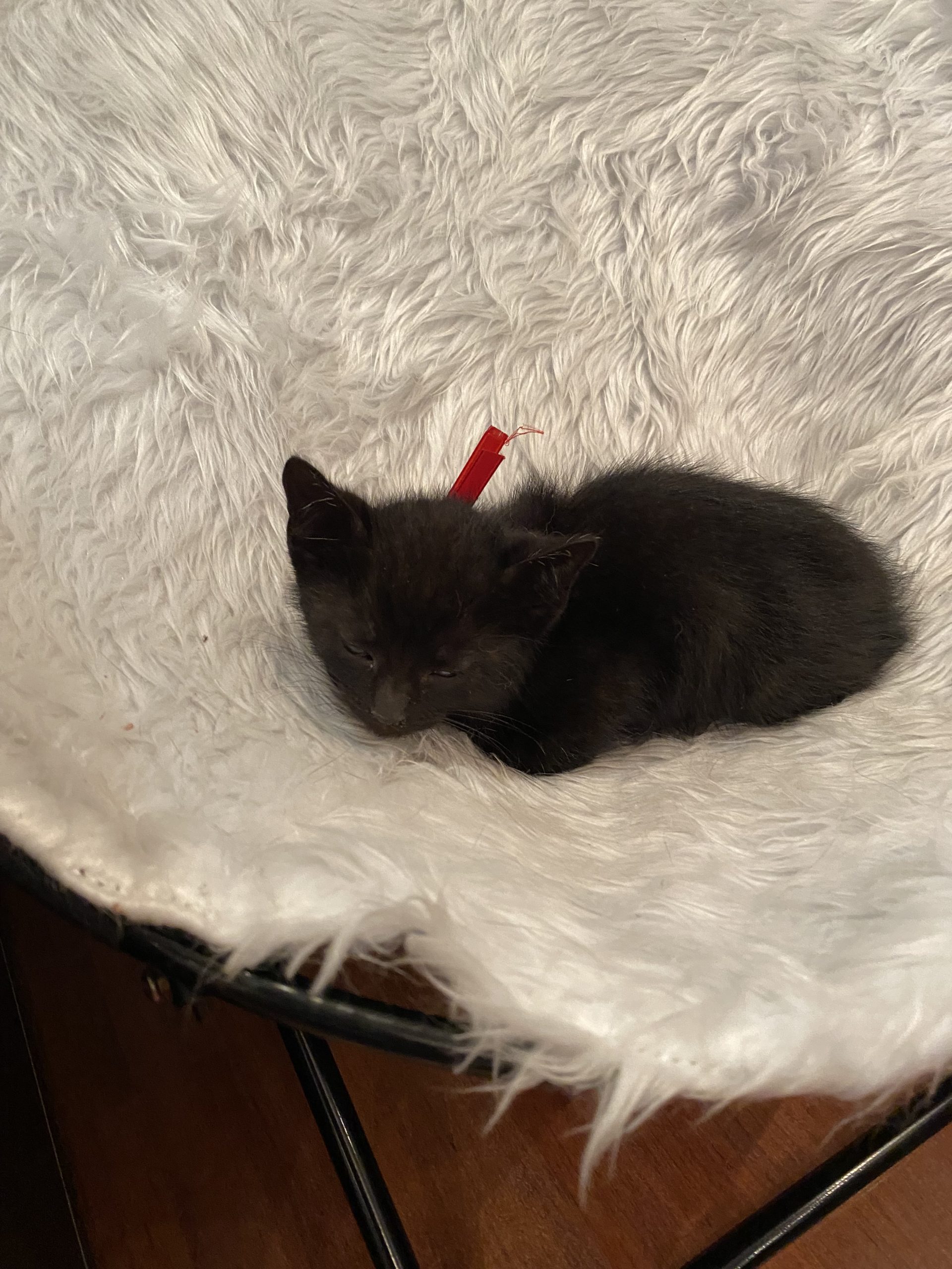 Minune de pisicuță 🐱