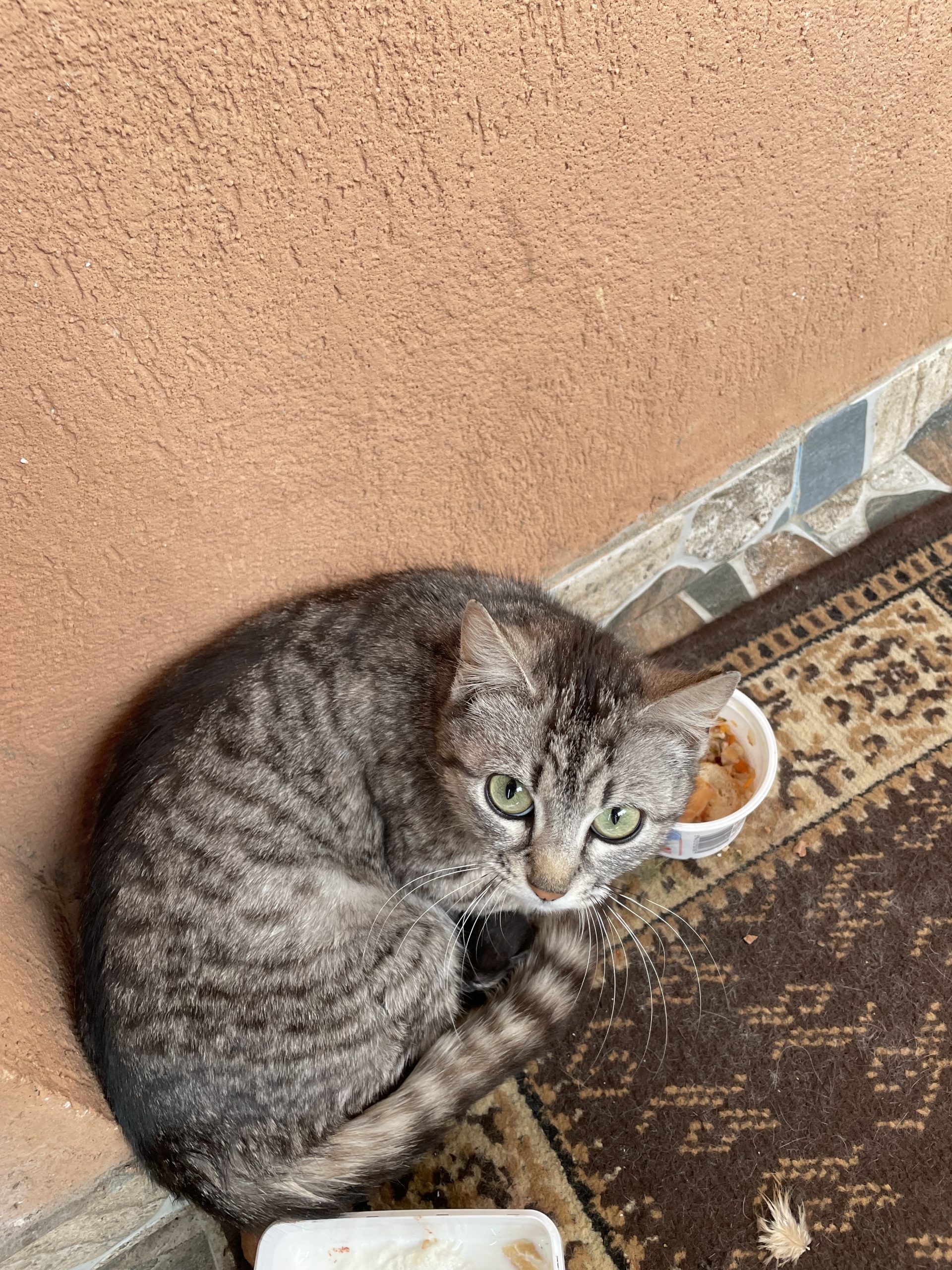 Dau spre adopție pisica cu puiuti
