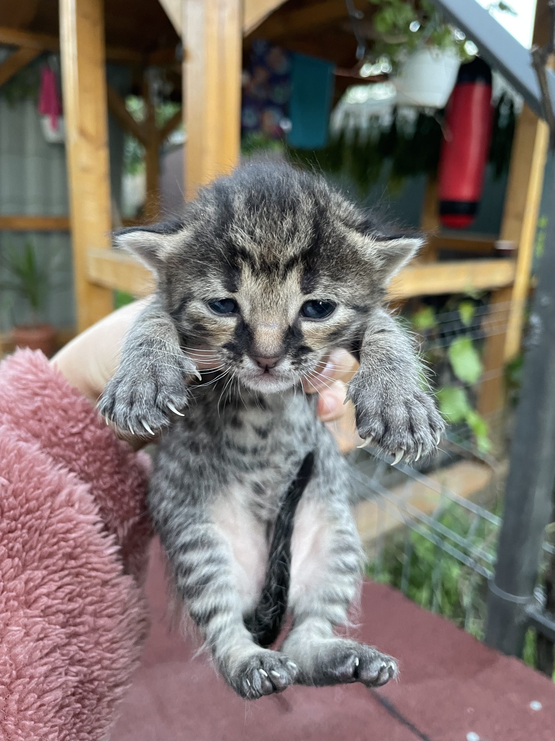 Dau spre adopție pui de pisică