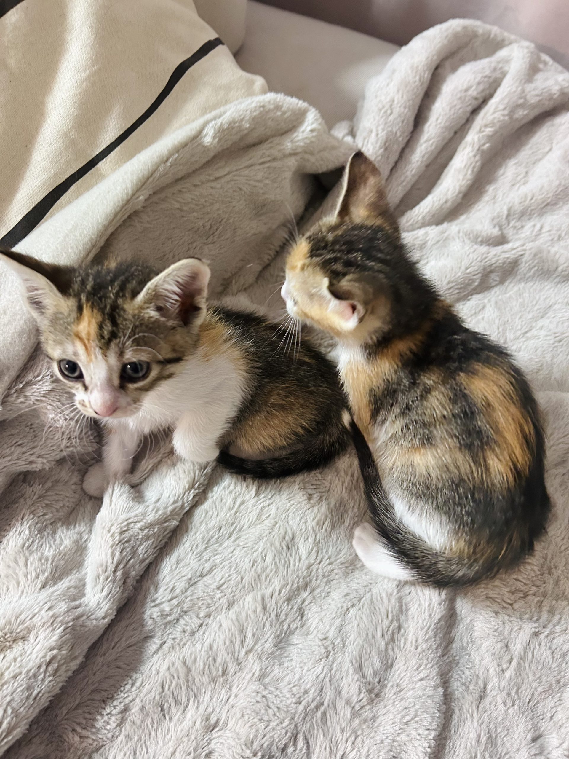 🐾 URGENT – 2 PISICUȚE ABANDONATE