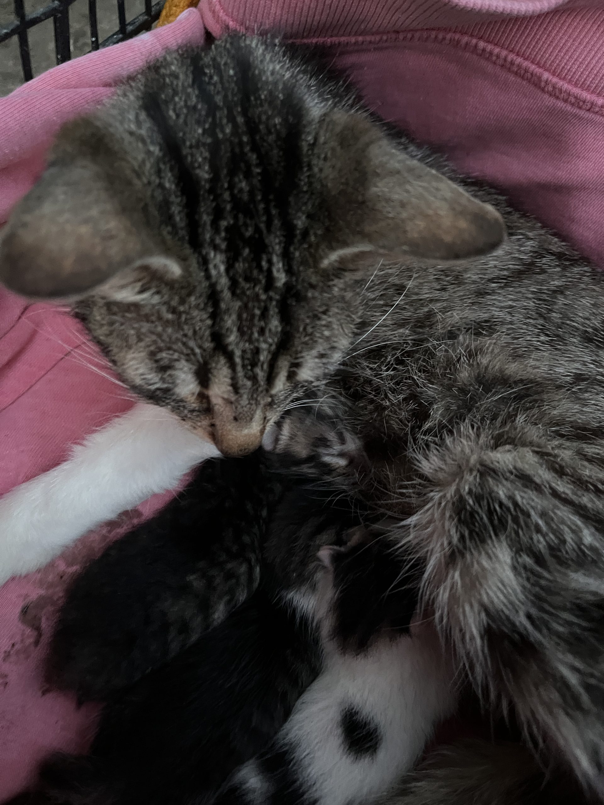 Dau spre adopție o pisică de un an tot cu ce i trei pisoiași fătați ieri